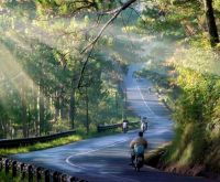 Những con đường thông đầy bí ẩn tại Đà Lạt