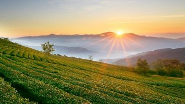 Cau Dat tea hill Dalat