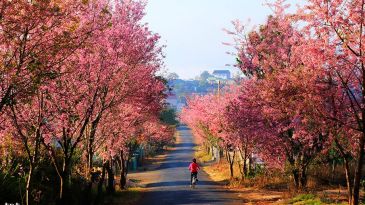 Những con đường có hoa Mai Anh Đào nở đẹp ngất ngây tại Đà Lạt