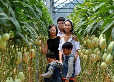 Tour du lịch nhà vườn hấp dẫn tại Đà Lạt