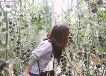 Tour du lịch nhà vườn Đà Lạt