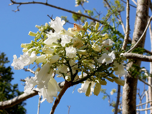 Diễn đàn rao vặt tổng hợp: Chiêm ngưỡng vẻ đẹp của cây phượng trắng duy nhất ở Đ 1399696351-hoa-phuong-trang-o-da-lat--9-