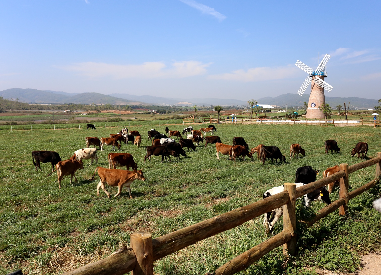 Trang trại bò sữa Vinamilk Organic